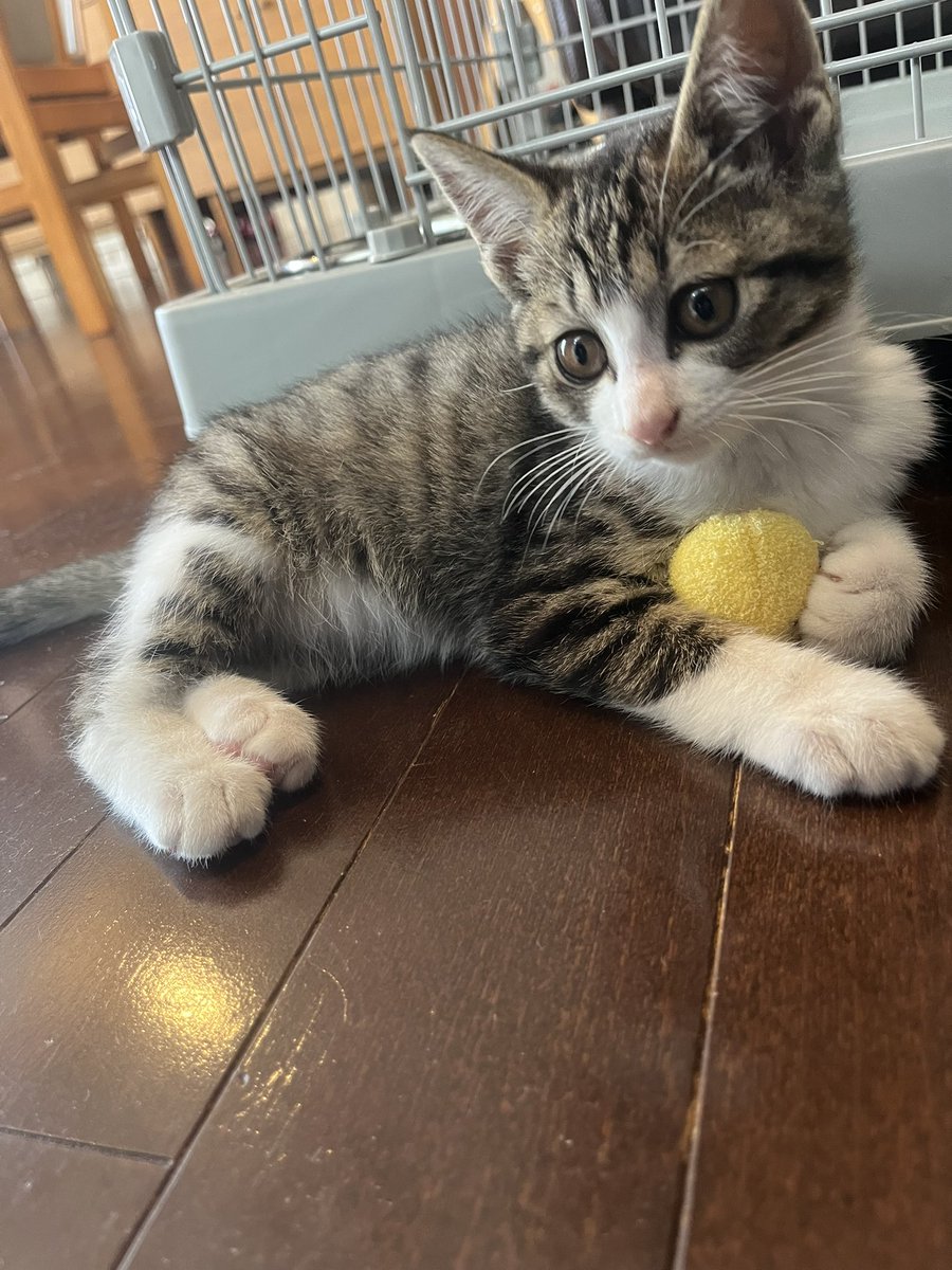 チバコ【motoGP】【ガゼ】【ピエラー】 (@1c0b2k1) / Posts / X