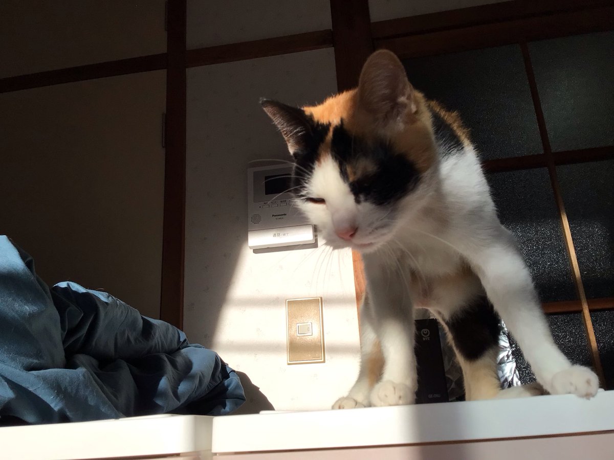 アフリカツチブタ on X