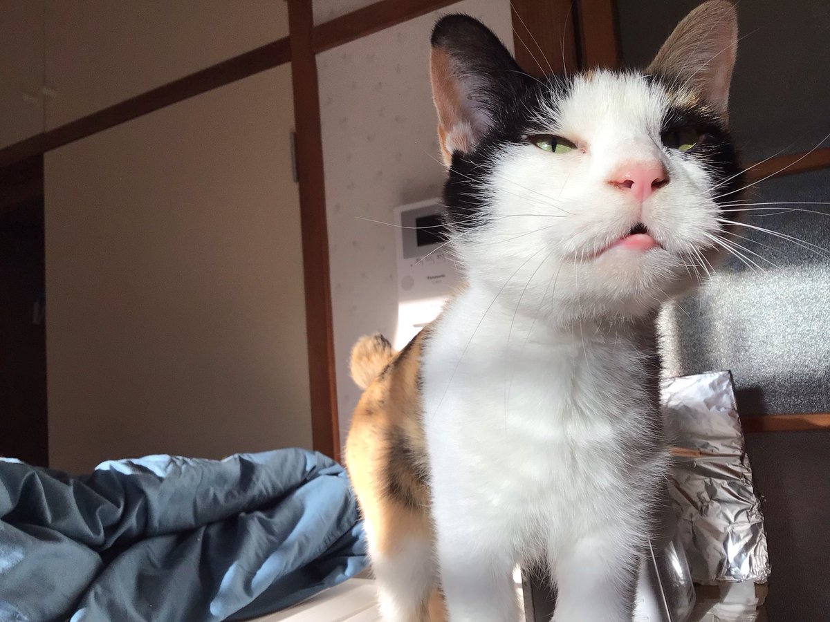 アフリカツチブタ on X