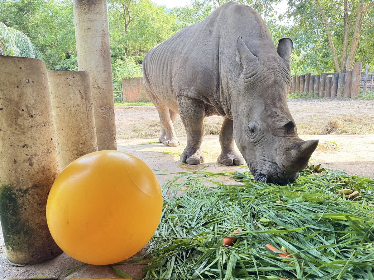 สวนสัตว์เปิดเขาเขียวจัดกิจกรรมฉลองวันเกิด “เจ้าซูดี้” แรดขาวหนุ่มเนื้อหอม อายุครบ 21 ปี

วันที่ 11 พฤศจิกายน 2568  สวนสัตว์เปิดเขาเขียว จังหวัดชลบุรี จัดกิจกรรมฉลองวันเกิดให้กับ “เจ้าซูดี้” แรดขาวเพศผู้สุดหล่อของสวนสัตว์ ซึ่งเกิดเมื่อวันที่ 11 พฤศจิกายน 2547 และมีอายุครบ 21