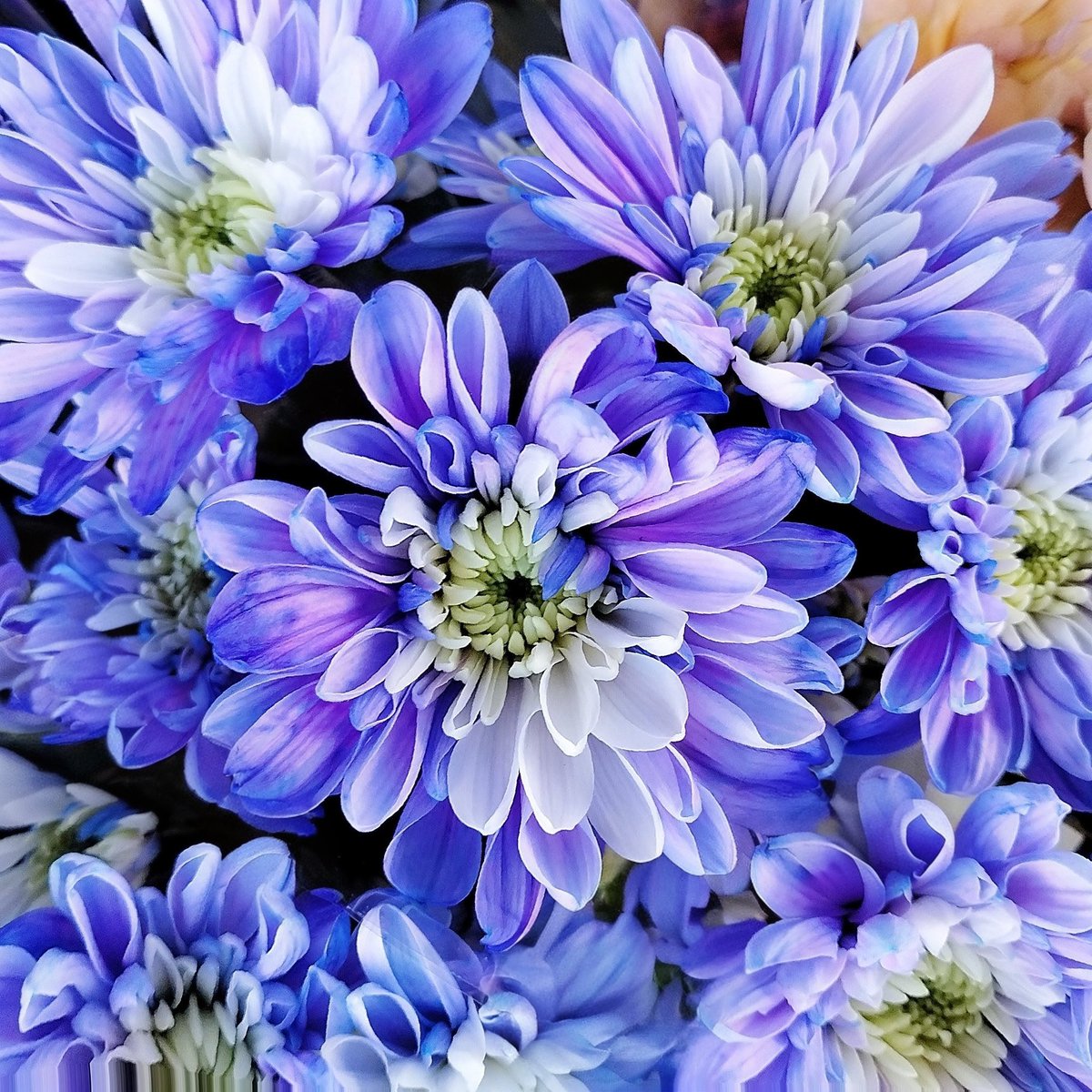 ちゃんぴな» on X