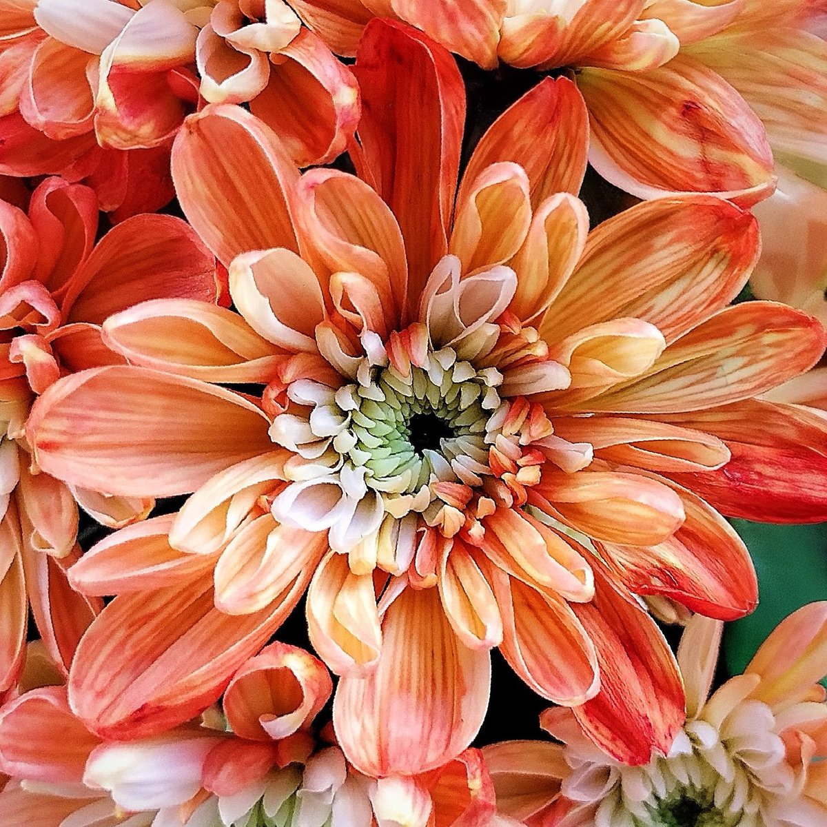 ちゃんぴな» on X