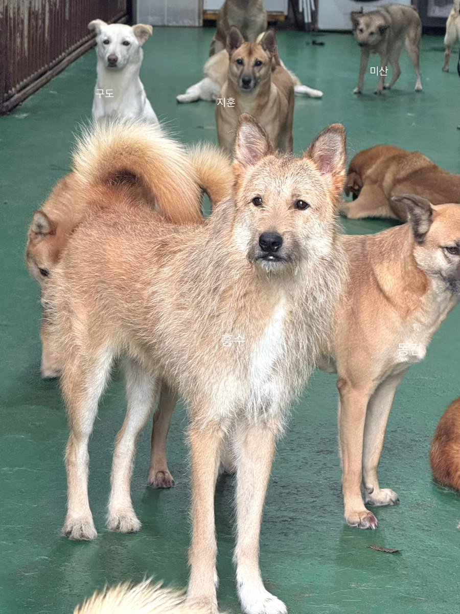 부숭부숭하다
부숭부숭한

털고라니산신령 #행동사흥수
임보입양가족 찾는중 <a href="/hdsppl/">행동하는동물사랑(HaengDongSa)</a>