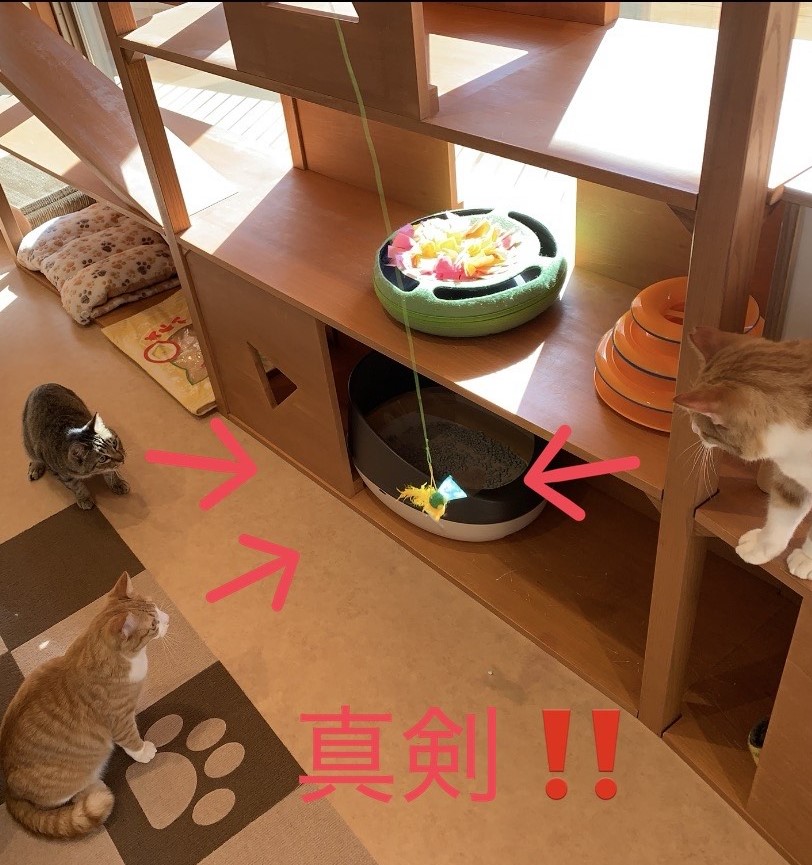 川崎市動物愛護センターANIMAMALLかわさき on X