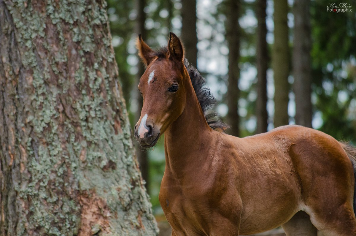 Guten Morgen ihr Lieben. Ja Kleiner, was da vor dir steht, nennt man Baum. Wünsche euch einen schönen Dienstag 🥰
#animal #tier #animals #pferdeliebe #horselove #gutenmorgen #goodmorning #thüringerwald #thüringenfotografie #outdoor #fujifilmxe1 #pferde #horses #tierkinder