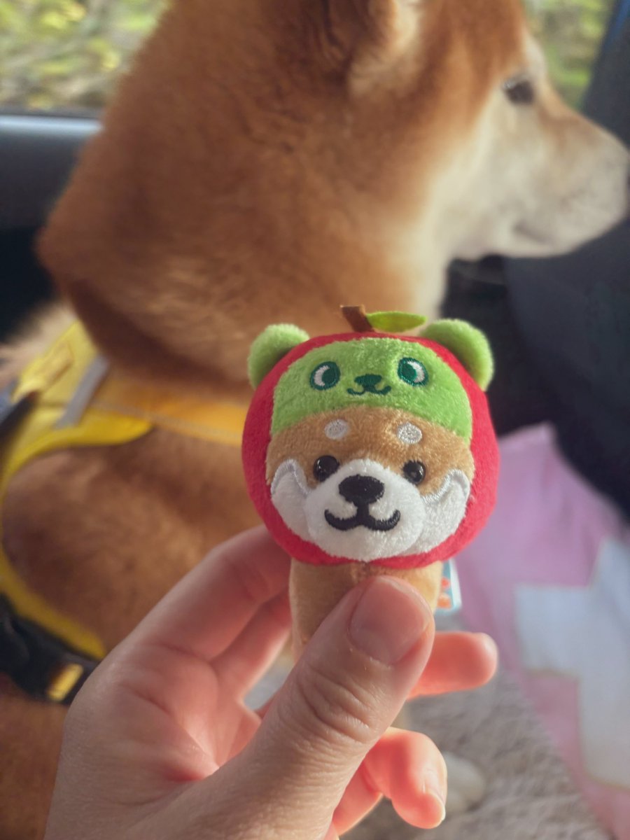 しばわんこ (@48dogchat1mame2) / Posts / X