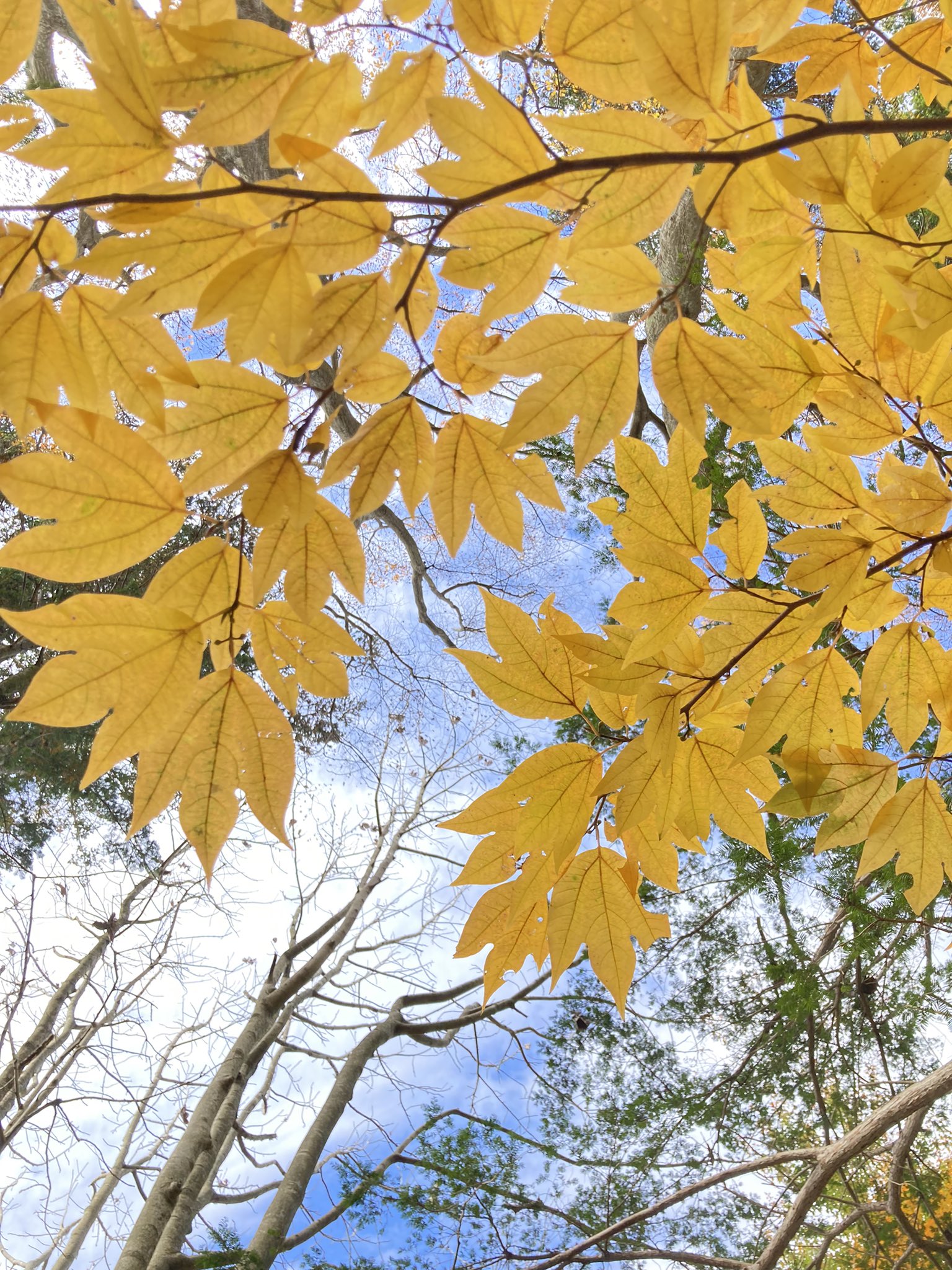 特大の山採りシロモジ。 特大。山採りシロモジ。 特大。山採りシロモジ。