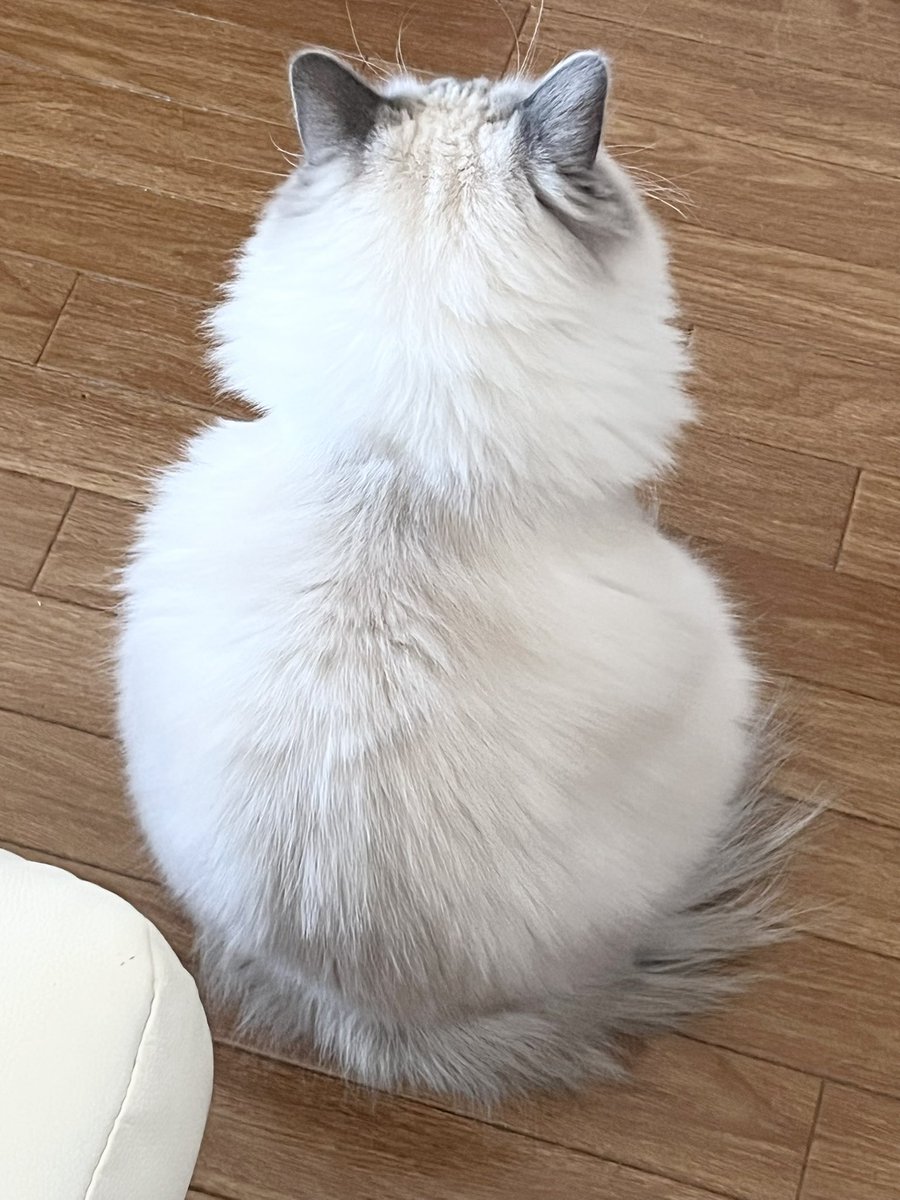 chi_a1127's tweet photo. うちの雪だるまさんたち⛄️ https://t.co/8VzYKoEcNY
