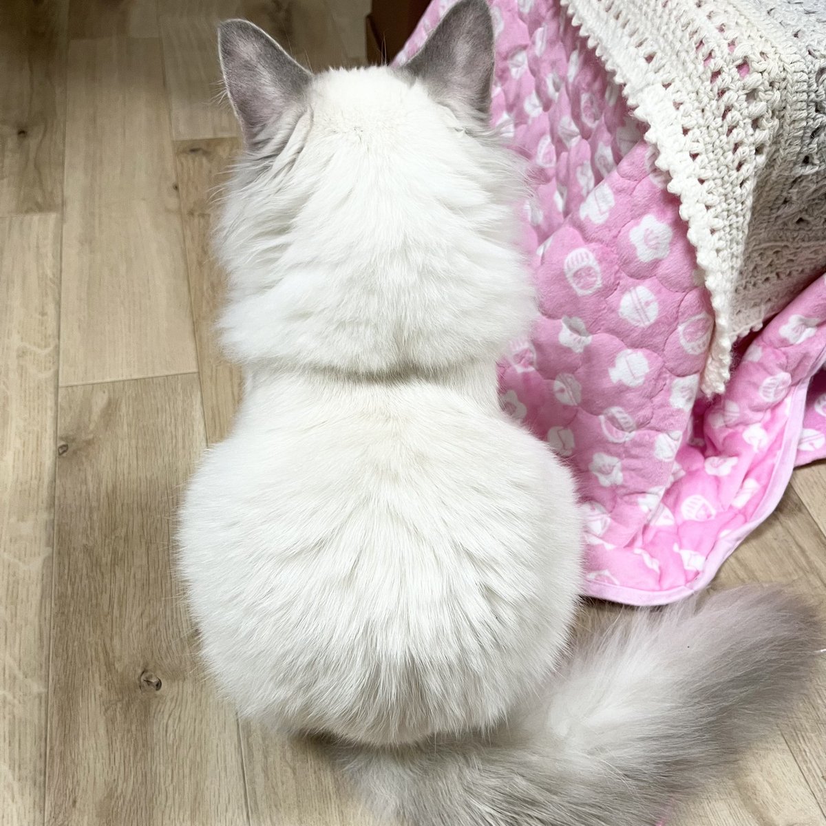 chi_a1127's tweet photo. うちの雪だるまさんたち⛄️ https://t.co/8VzYKoEcNY