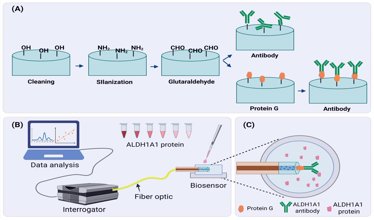 JFibers's tweet image. 📣 New Paper Sharing:
📑 Label-Free and Protein G-Enhanced Optical Fiber Biosensor for Detection of ALDH1A1 Cancer Biomarker
📌 mdpi.com/2079-6439/13/1…

#fibers #opticalfiber #biosensor
@MDPIOpenAccess
@ChemMatSci_MDPI