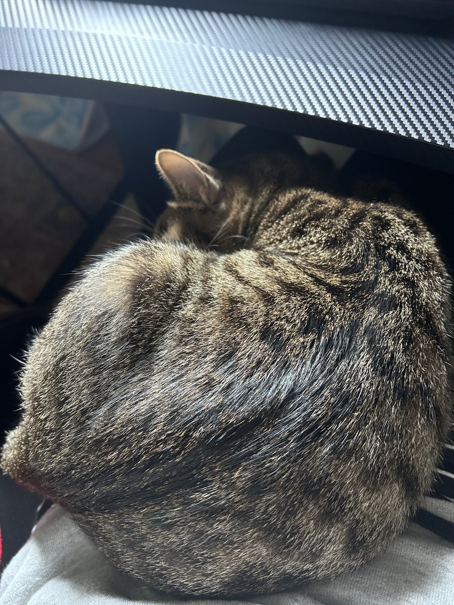 lisasadecember's tweet photo. 猫ベイビーが膝で寝始めてしまったのでお昼ご飯を食べに行けない。
暖かい可愛い。 https://t.co/xWz4sbrnRn
