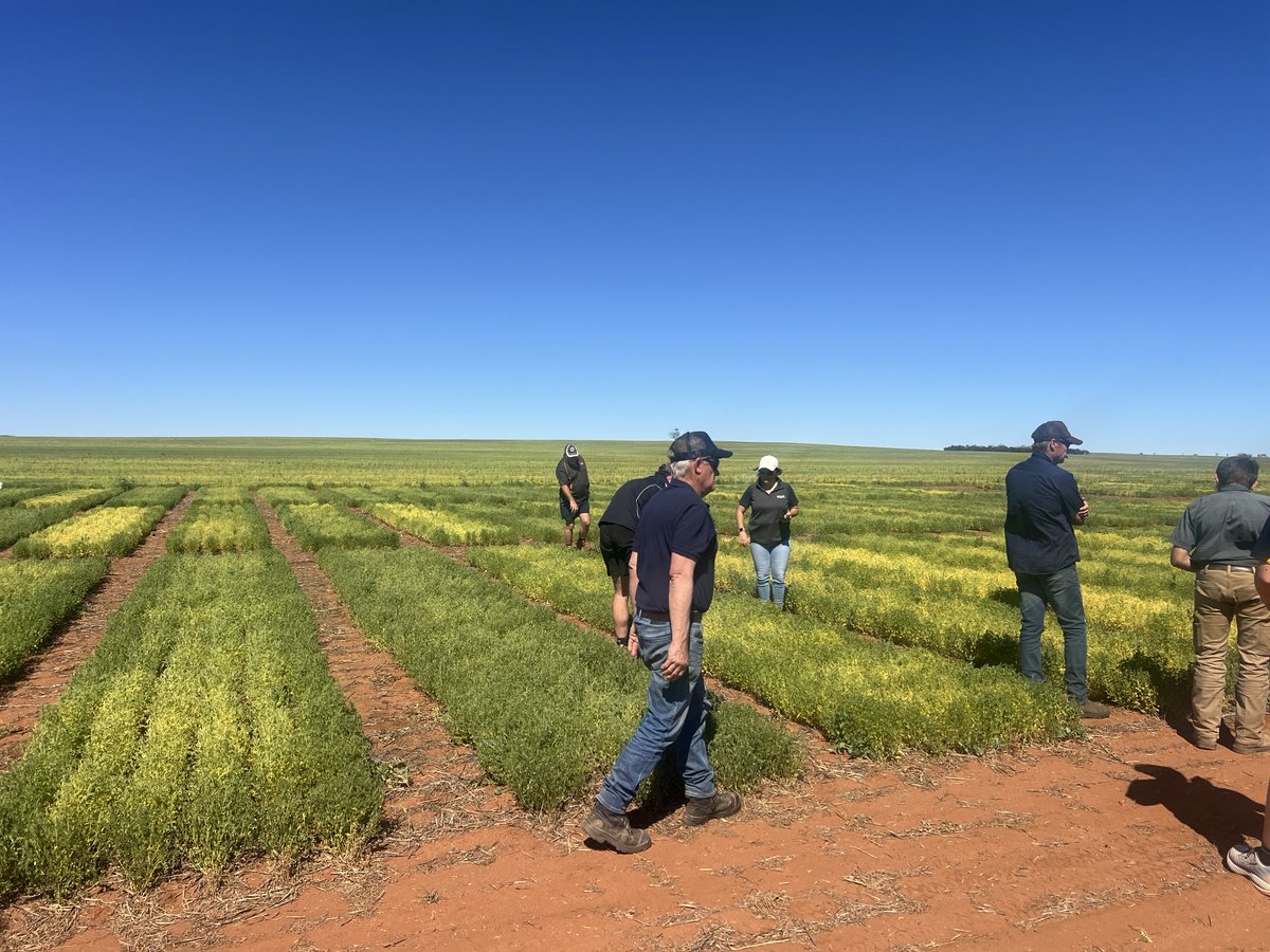 In the last few weeks, we’ve been busy attending a fair few local Crop Walks! In checking out all the localised trials and NVT sites in the EP region, we've gained valuable insights! 🔍