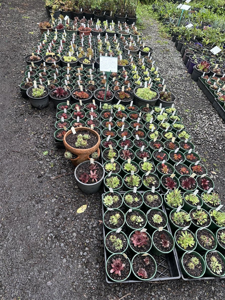 StephenGRyan's tweet photo. Over 50 varieties of Sempervivum potted so far!!! #asatours   #cornus  #acanthus     #abcradio  #mtmacedon  #3cr #stephenryan #rareplants  #osmanthus   #dicksoniarareplants   #tugurium   #planttrust. #thehorticulturalists https://t.co/9EIxzYwCq2