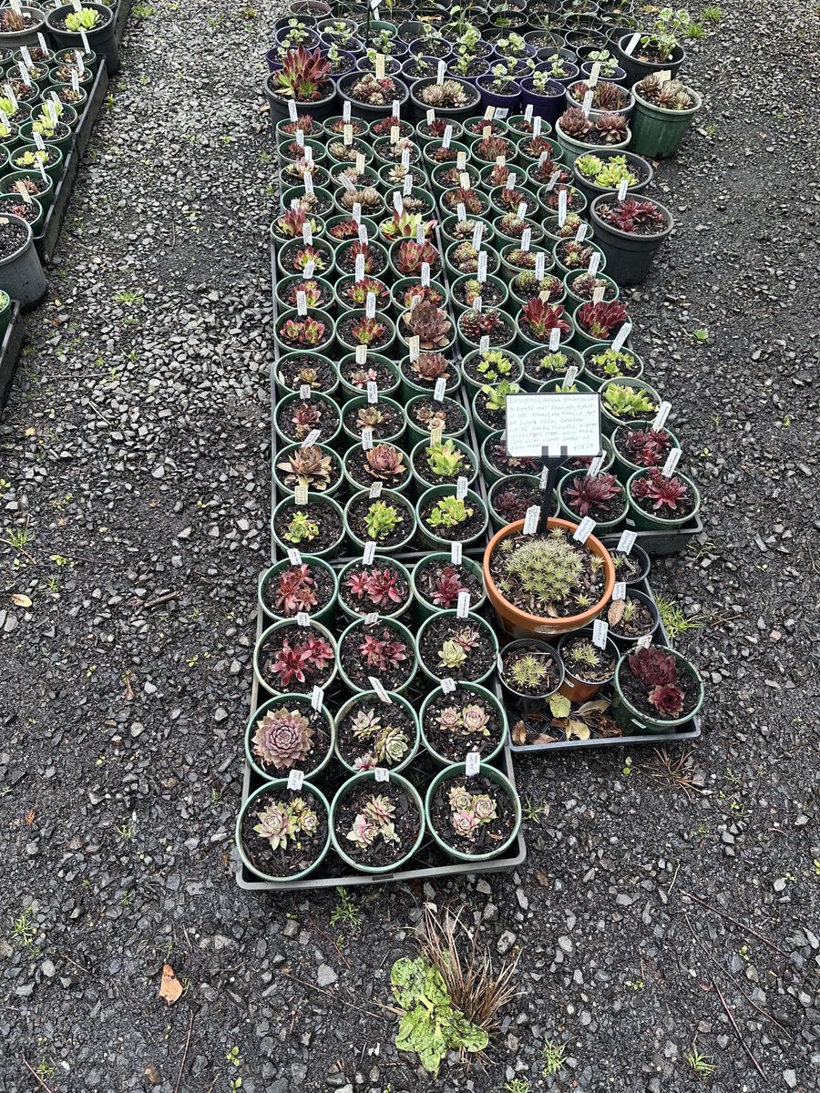 StephenGRyan's tweet photo. Over 50 varieties of Sempervivum potted so far!!! #asatours   #cornus  #acanthus     #abcradio  #mtmacedon  #3cr #stephenryan #rareplants  #osmanthus   #dicksoniarareplants   #tugurium   #planttrust. #thehorticulturalists https://t.co/9EIxzYwCq2