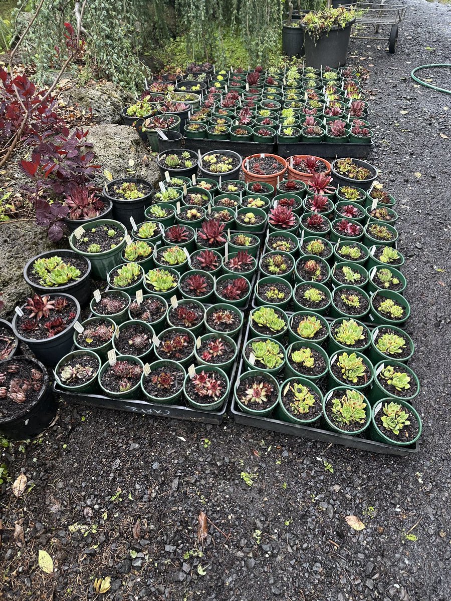 StephenGRyan's tweet photo. Over 50 varieties of Sempervivum potted so far!!! #asatours   #cornus  #acanthus     #abcradio  #mtmacedon  #3cr #stephenryan #rareplants  #osmanthus   #dicksoniarareplants   #tugurium   #planttrust. #thehorticulturalists https://t.co/9EIxzYwCq2