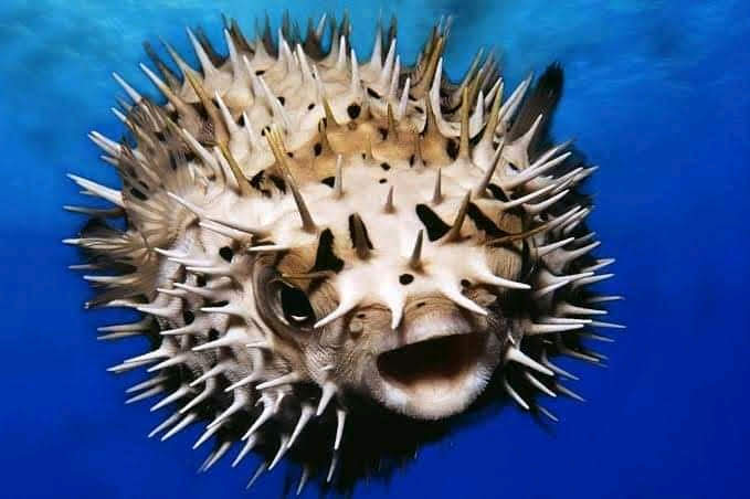 MrQuizMaster's tweet photo. Name this organism 

#animals  #fishing #ocean #NatGeo #question https://t.co/lf10cXENo7