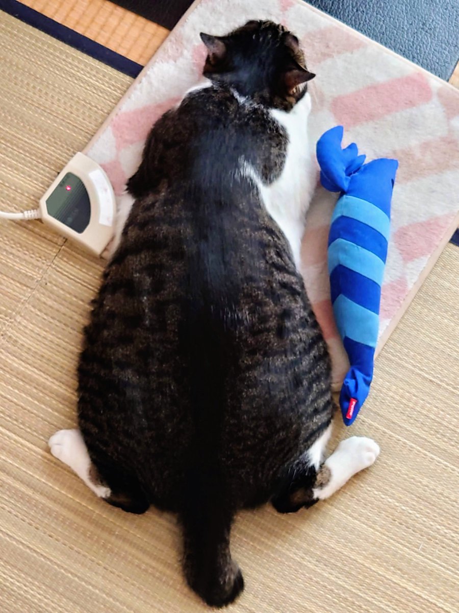 博多たい 酒本歩 on X