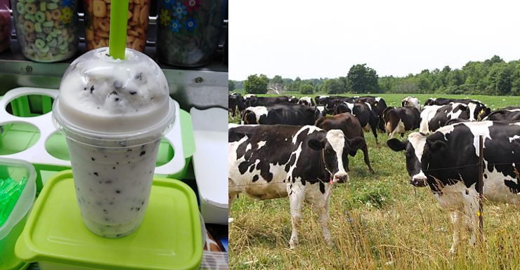 มีซักกี่คนที่รู้ว่า นมปั่นช๊อคชิพได้มาจากวัวลายช๊อคชิพ