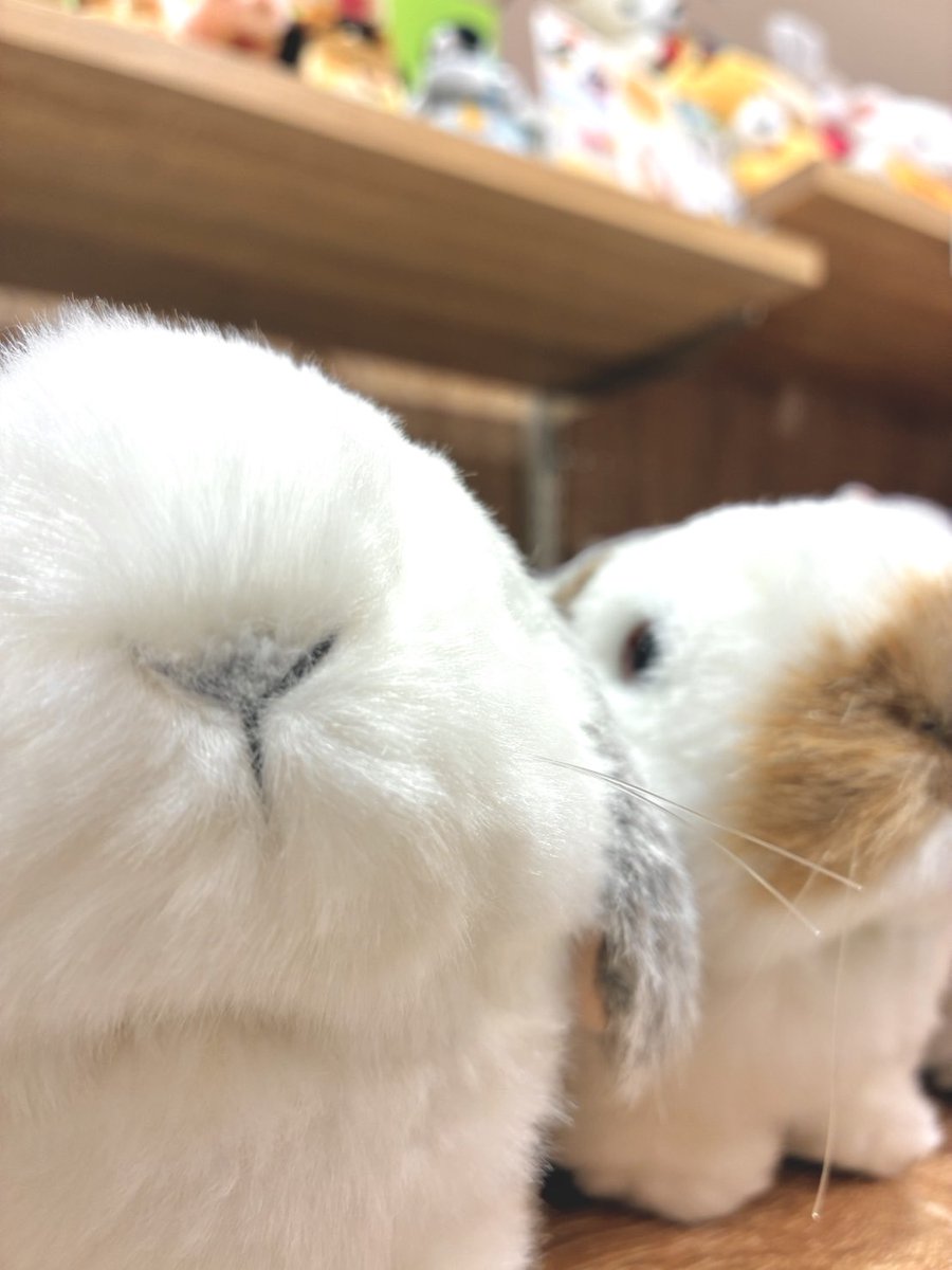 【おしらせ】
11/10（月）〜12/25（木）の期間中、
有隣堂アトレ大井町店にて
吉徳のぬいぐるみのPOP UPショップが開催中です！

営業時間：10:00〜21:00

ぬいぐるみも冬支度、いつもよりまっしろふわふわラインナップとなっております。
ぜひお立ち寄りください✨