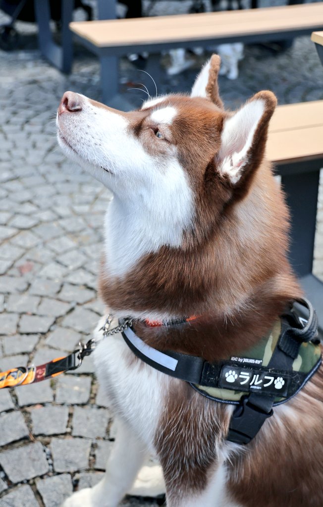beebaby_home's tweet photo. ←マッチングアプリで会う約束をした犬
    実際に来た犬→ https://t.co/wNJL7k2RMO