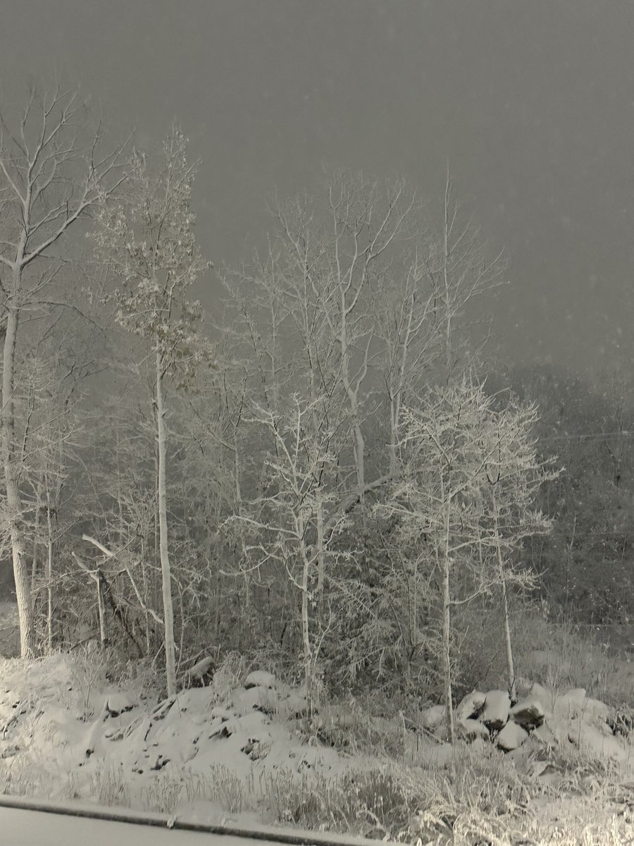 Theodora Mist tweet media