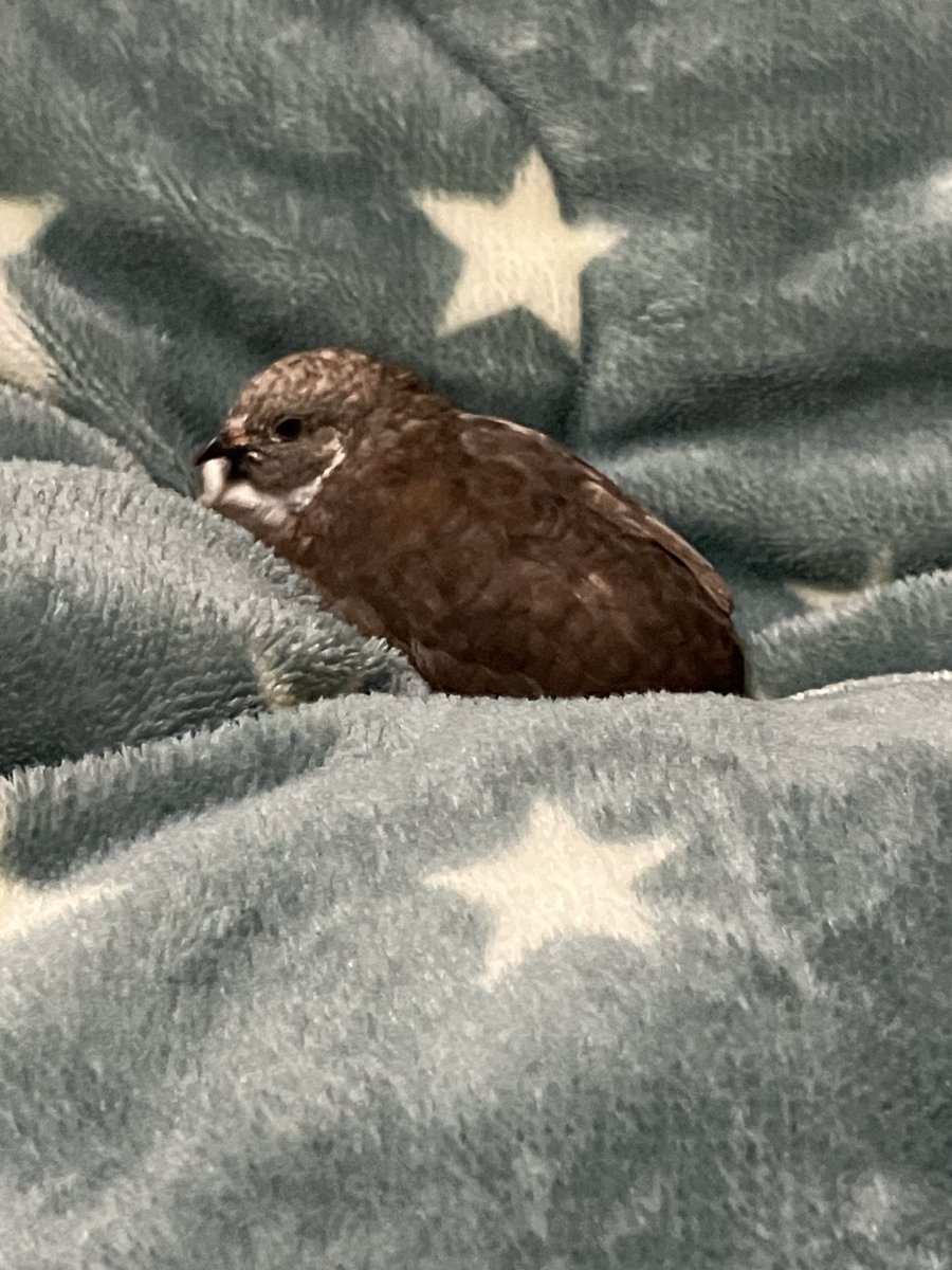 ポポチョロ🐦💨 (@1b4fc39ec9e04d3) / Posts / X