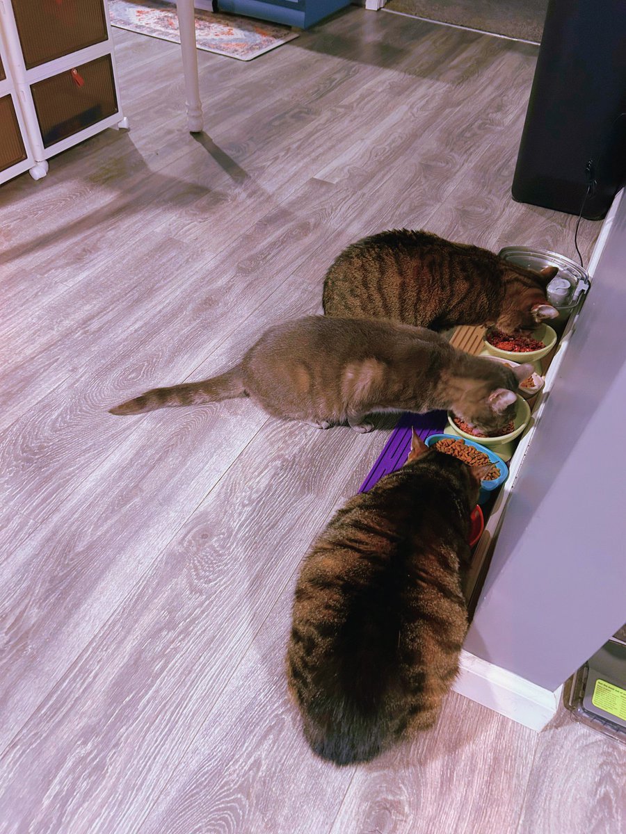 the daily striped loaf meeting