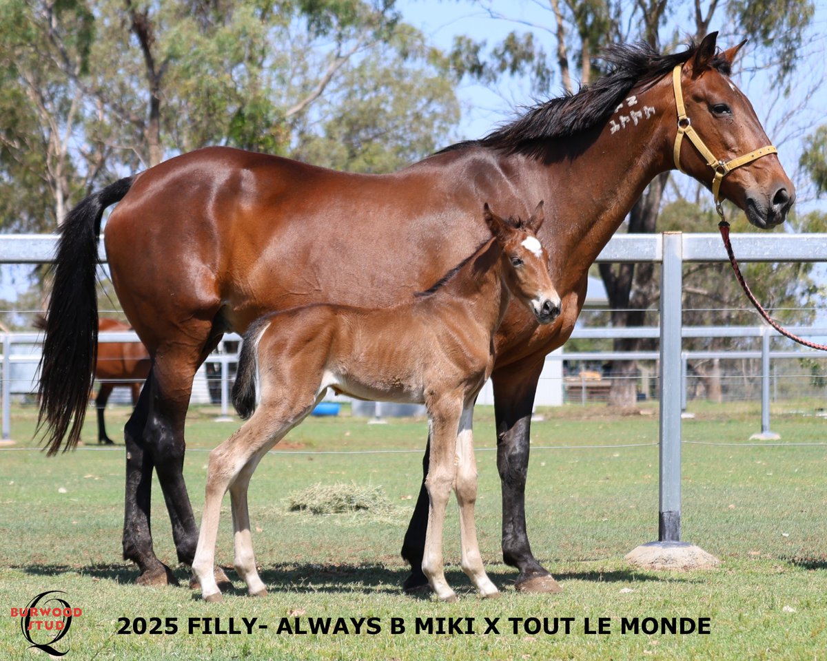 🩷Number 111 🎆 and it's a Filly!!
This gorgeous girl is by ALWAYS B MIKI out of TOUT LE MONDE for GSM Racing and Noel &amp; Christine Denning
 <a href="/Alabarfarms/">Alabar Farms</a>