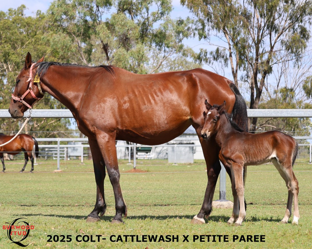 💙Number 112 and it's a Colt!!
The handsome colt is pictured here with his Foster mum, he is out of PETITE PAREE by CATTLEWASH for Daniel Cordina
<a href="/yirribee/">Yirribee Pacing Stud</a>
