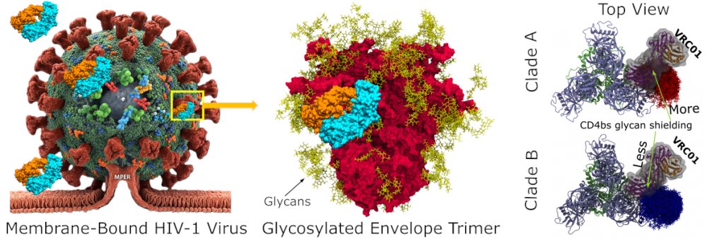 IISc researchers found that glycan layers on HIV's surface differ across clades. Variations in these sugar molecules on the virus help it evade our immune system by shielding key viral sites from antibody recognition.
<a href="/chemengiisc/">Chemical Engineering, IISc</a> <a href="/Physics_at_IISc/">Physics, IISc</a>

Read: iisc.ac.in/how-variabilit…