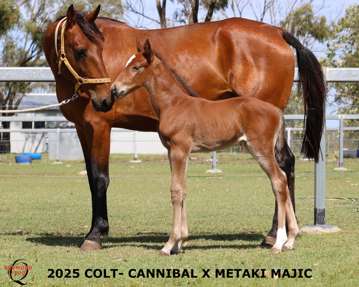 💙Number 113 and it's another Boy!!
This striking colt is by CANNIBAL out of METAKI MAJIC for Wayne Loader
<a href="/CobbittyEquine/">Cobbitty Equine Farm</a>