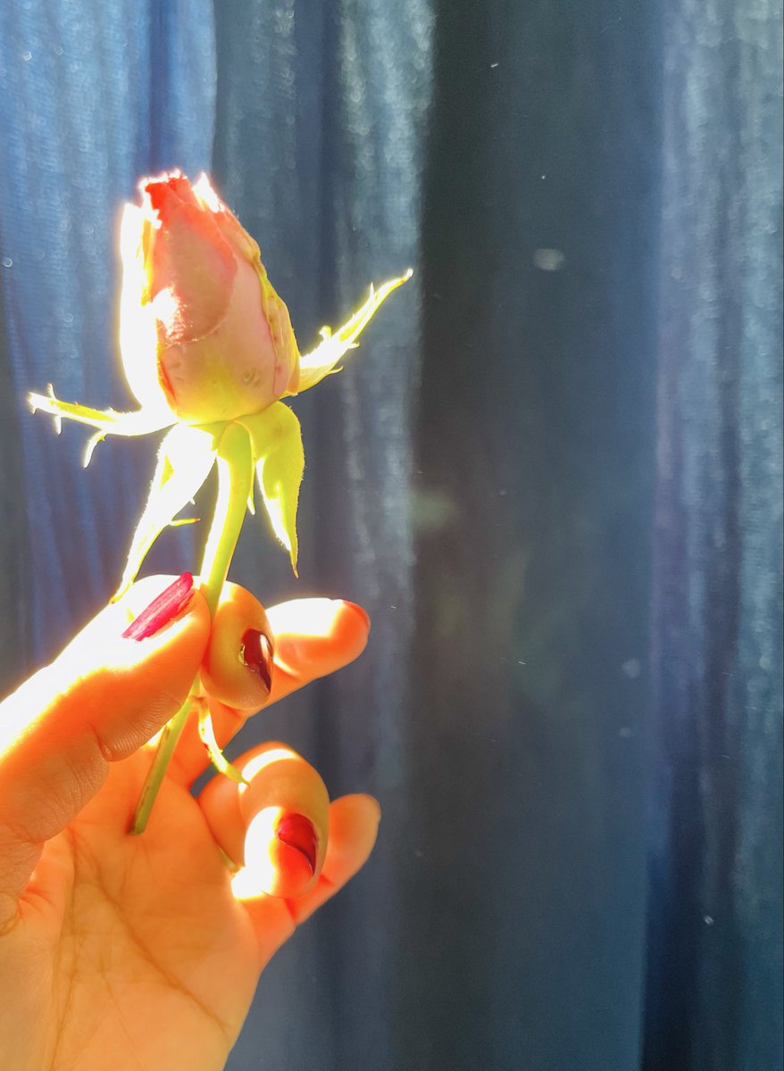 Saniakhan tweet media