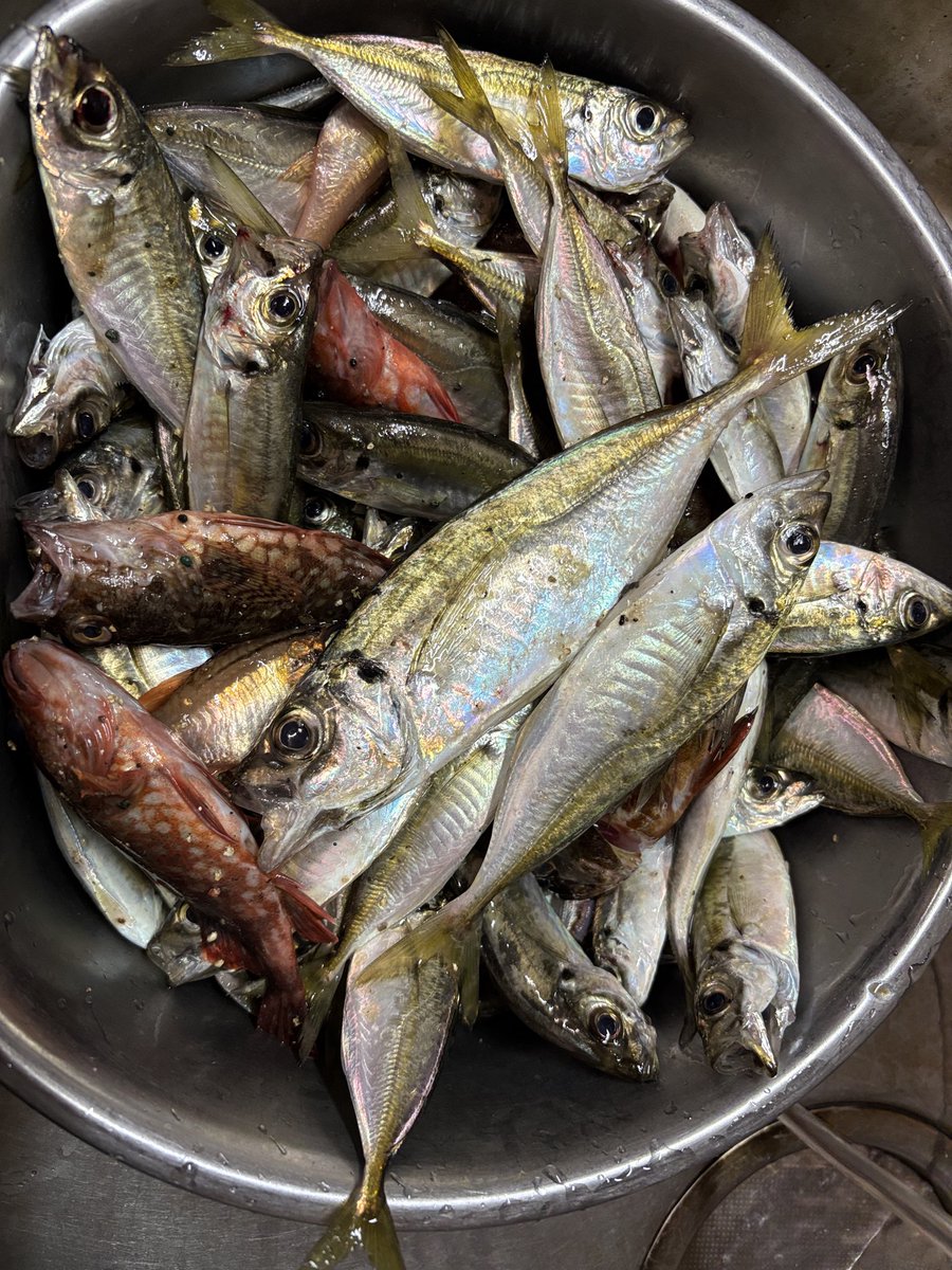 昨晩アジ釣りに行ってきた。
初めて100均のピンテールを使ったけど凄い釣れる🤣今日は南蛮漬けだなぁ