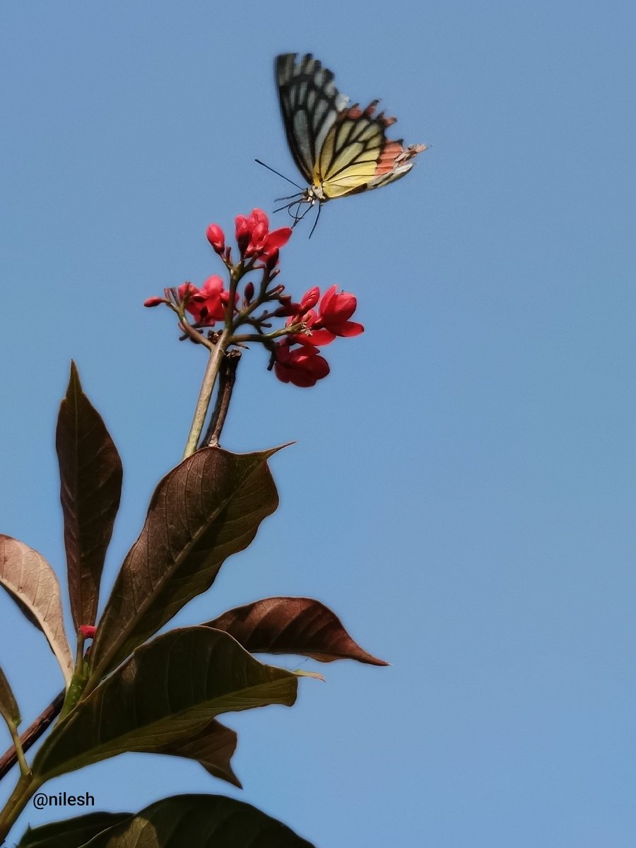 Saw it..
Liked it..
So clicked it..!!

#तितली_यात्रा