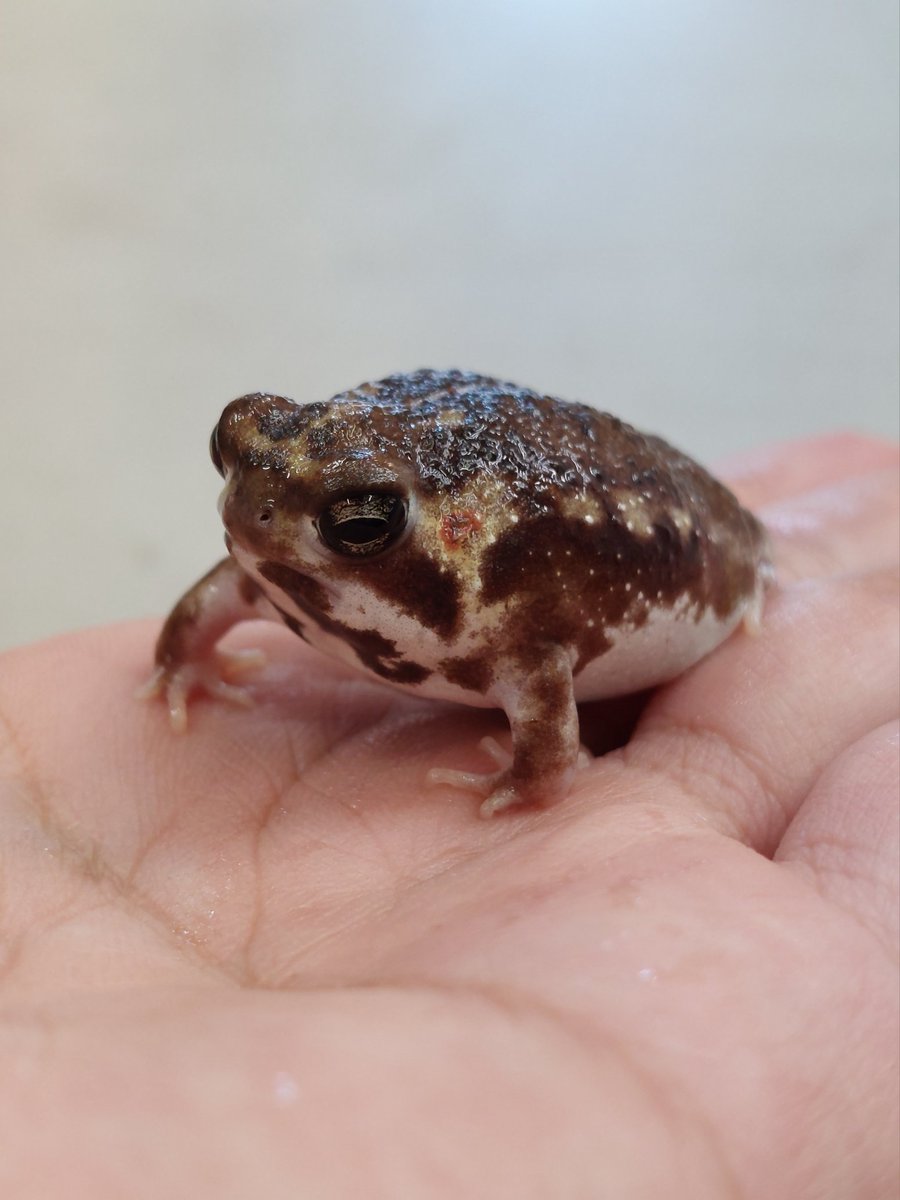 爬虫類倶楽部 仙台店 本アカウント on X