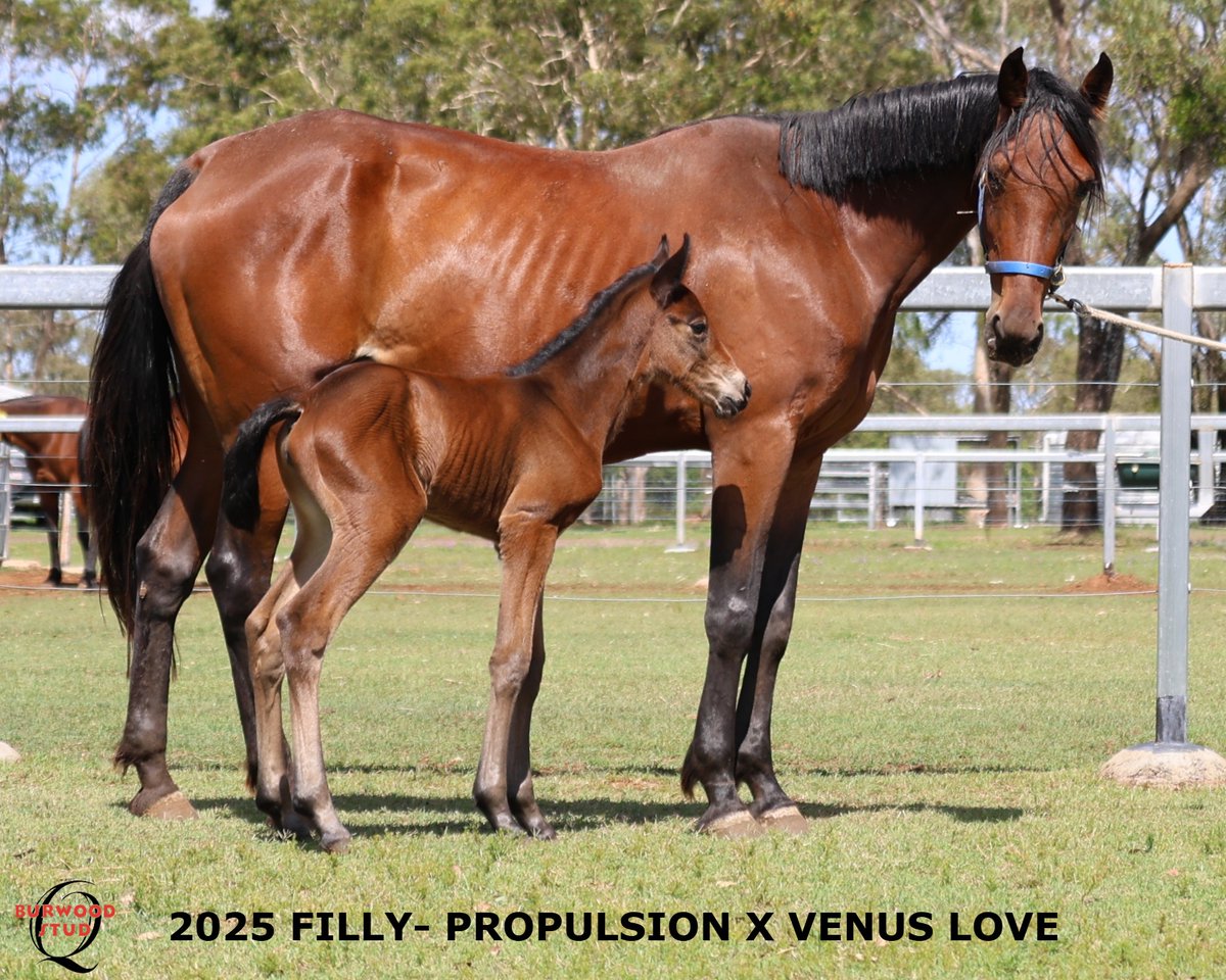 🩷Number 115 🥳and it's another Filly!!
This beautiful girl is by PROPULSION out of VENUS LOVE for Trump Bloodstock