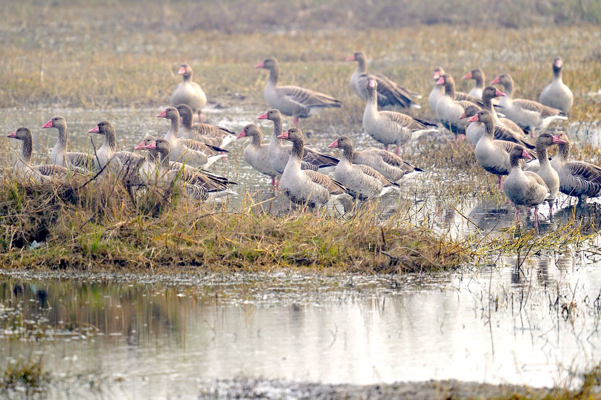 rneelmani's tweet image. A happy bunch from own Chandu Wetland #Gurugram!