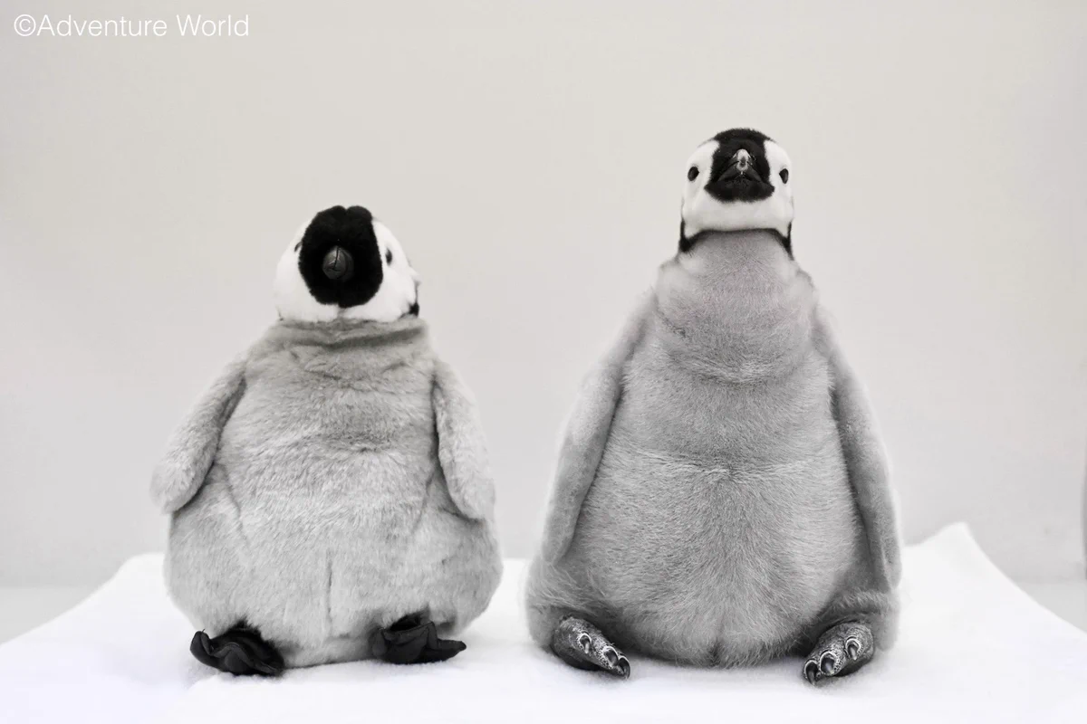 作家さん作 エンペラーペンギンの赤ちゃん ぬいぐるみ アドベンチャーワールド 公式 on X: 