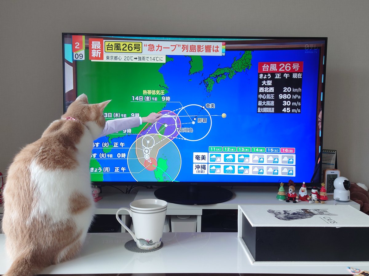 ツナマヨ🍙マロン🌰 (@tunamayo0704) / Posts / X