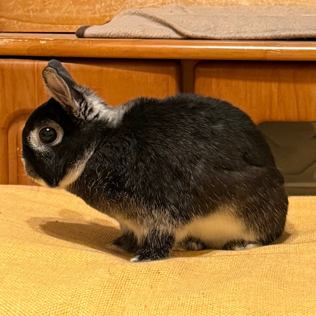 🔷 🔶 私の相棒🐰うさぎのR君🐰 🔶 🔷

☀️R君のおはよう☀️No.47

2025.11.12水曜日
皆様！おはようございます₍ᐢ..ᐢ₎ദ⸒⸒
「警戒中🚨」
今日もよろしくお願いします

#うさぎ #おはよう