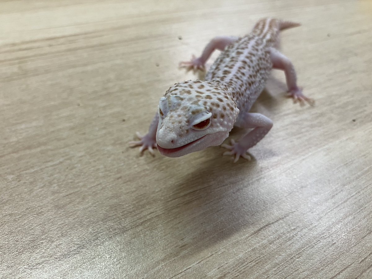 レゴリス君樣確認 買取KING-staff on X