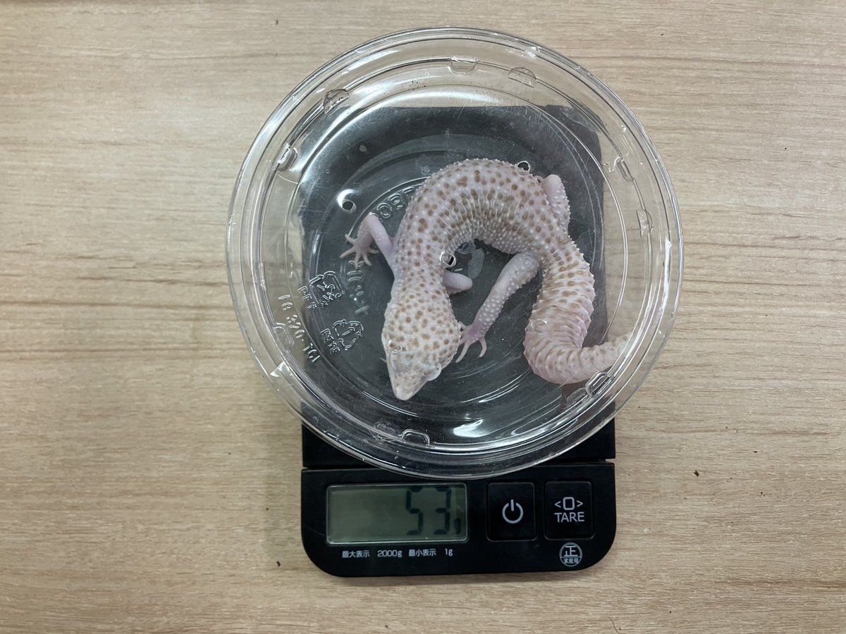 買取KING-staff on X