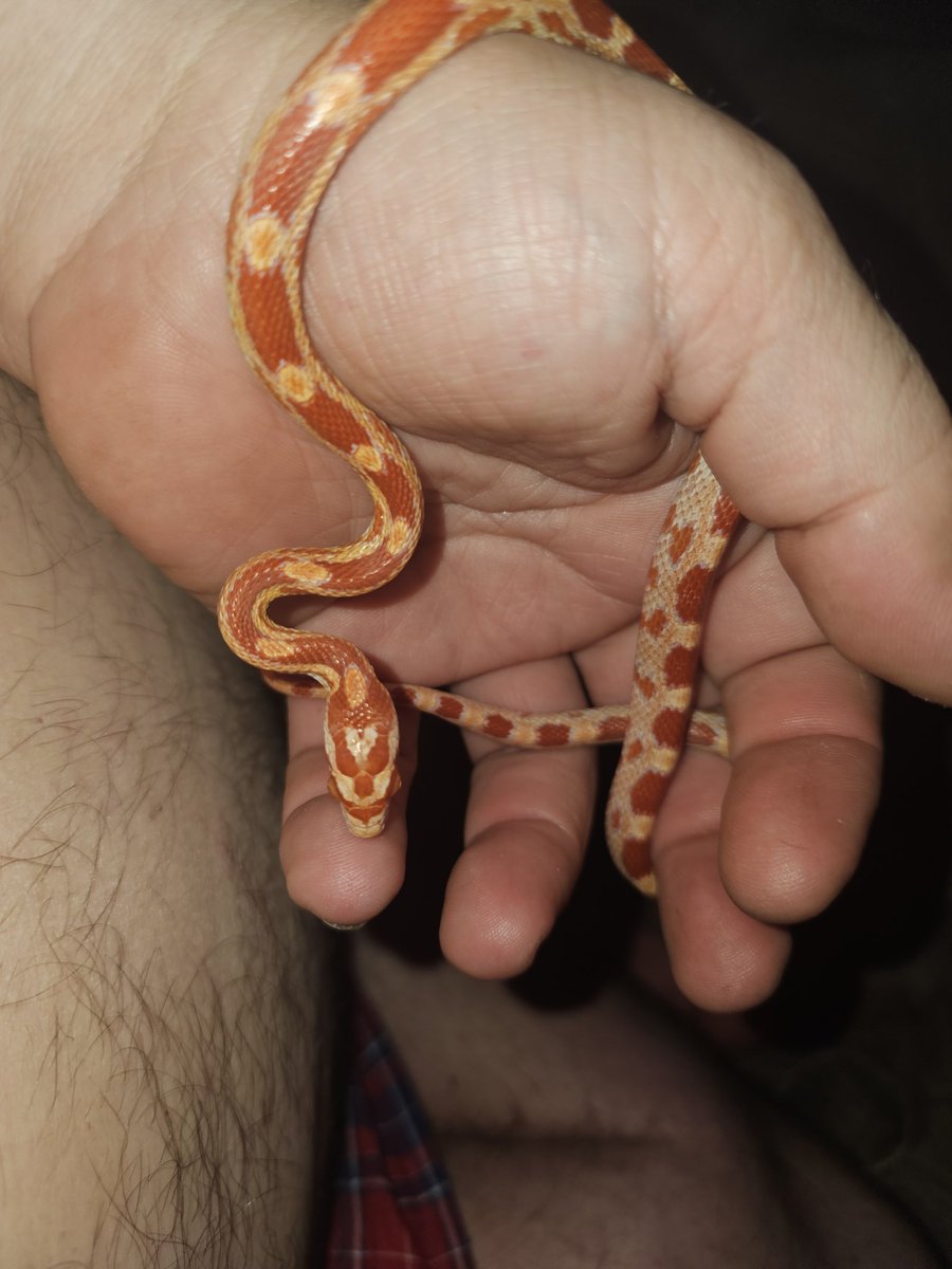 ElKnue's tweet photo. #trending  #TwitterBestFandom #XChallenge
@Eldiabloknue
@mrelmofresh

https://t.co/6qDtDbxDQI

Please help our creatures some need surgery and vet visits https://t.co/txGlTj0Ypa