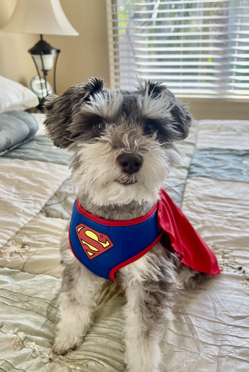 It’s Louie Tuesday! Goodnight from Arizona. 🌙