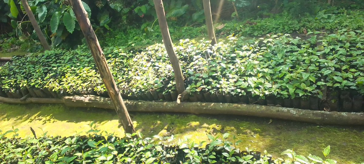 Muraho,
#ABADAHIGWA ba Mudende, dukomeje gahunda yo gutera Ibiti bivangwa n’Imyaka, buri wese muri twe biramureba,
Aha ni mukagari ka Ndoranyi,….
Kubitera no kubirinda icyabyangiza bikomeze biturange nk’uko twabyibukijwe n’ubuyobozi bwacu.

“Imihigo irakomeje”