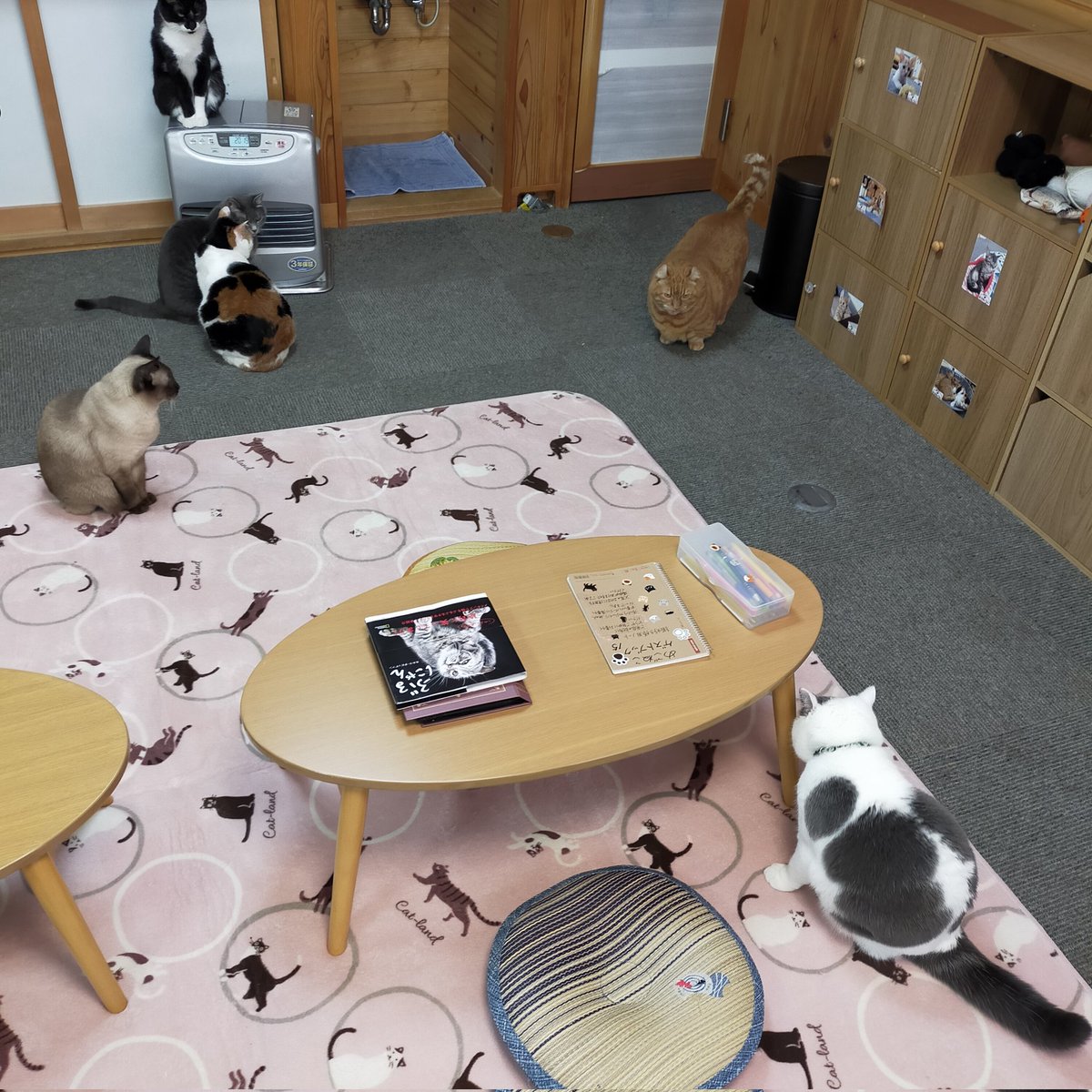 aizu_megoneko's tweet image. 猫休日明け、鉛色の空の火曜日
#會津めごねこ 営業中です

冬型の気圧配置で季節感はすっかり冬ですね

会津の秋は短く、すぐに雪の便り☃

気温が低いので厚着してお出掛けください🐱

#11匹のめごい猫に逢いに来てね
#触れ合える猫カフェ
#猫休日
#11月も不定休
#固定ポスト見てね
#会津 ＃ca