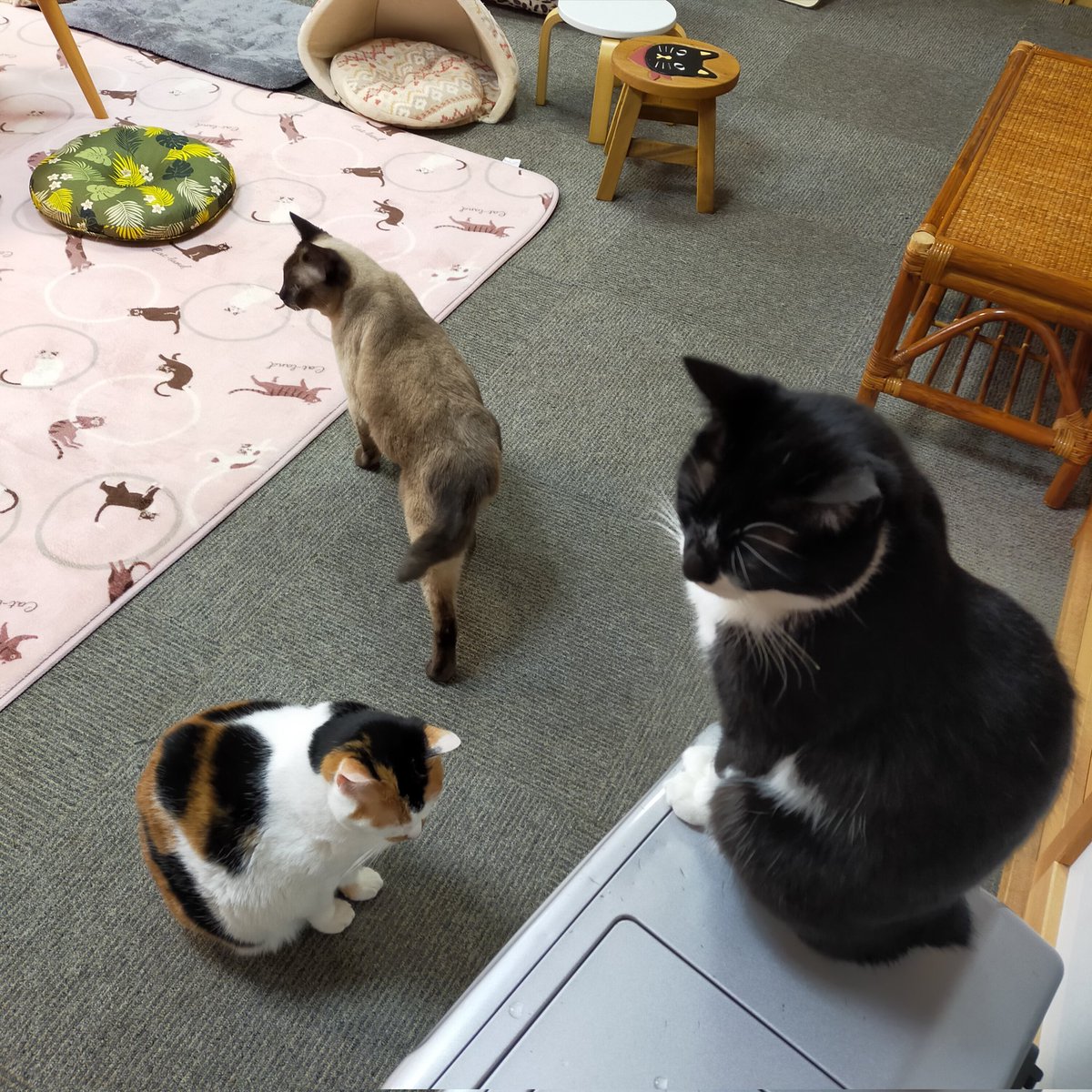 aizu_megoneko's tweet image. 猫休日明け、鉛色の空の火曜日
#會津めごねこ 営業中です

冬型の気圧配置で季節感はすっかり冬ですね

会津の秋は短く、すぐに雪の便り☃

気温が低いので厚着してお出掛けください🐱

#11匹のめごい猫に逢いに来てね
#触れ合える猫カフェ
#猫休日
#11月も不定休
#固定ポスト見てね
#会津 ＃ca
