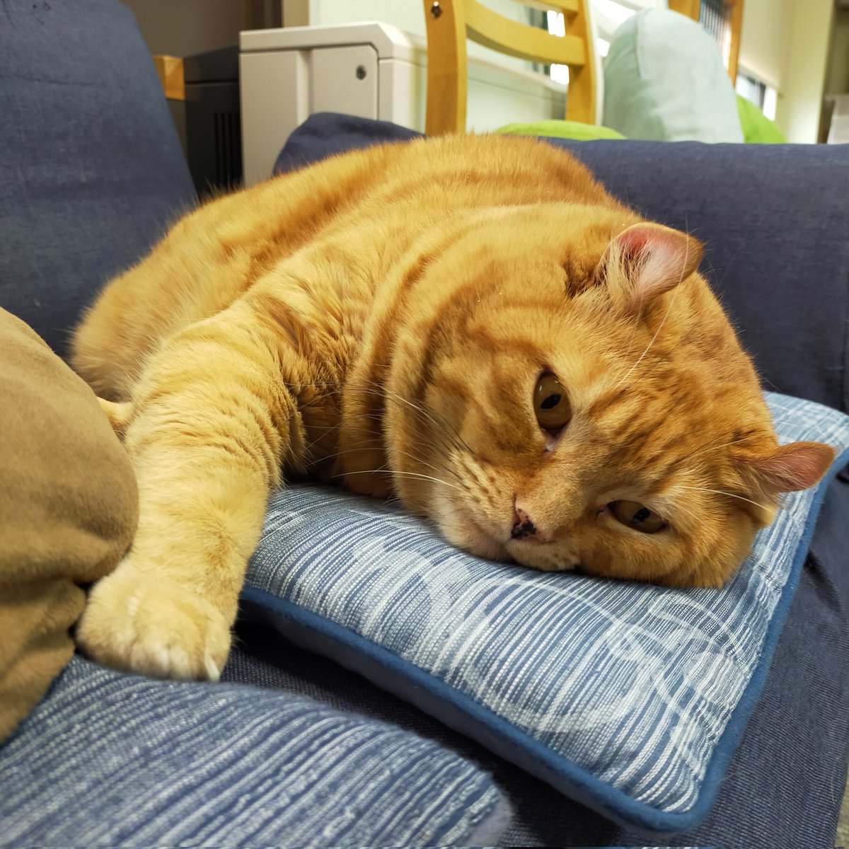 aizu_megoneko's tweet image. 猫休日明け、鉛色の空の火曜日
#會津めごねこ 営業中です

冬型の気圧配置で季節感はすっかり冬ですね

会津の秋は短く、すぐに雪の便り☃

気温が低いので厚着してお出掛けください🐱

#11匹のめごい猫に逢いに来てね
#触れ合える猫カフェ
#猫休日
#11月も不定休
#固定ポスト見てね
#会津 ＃ca