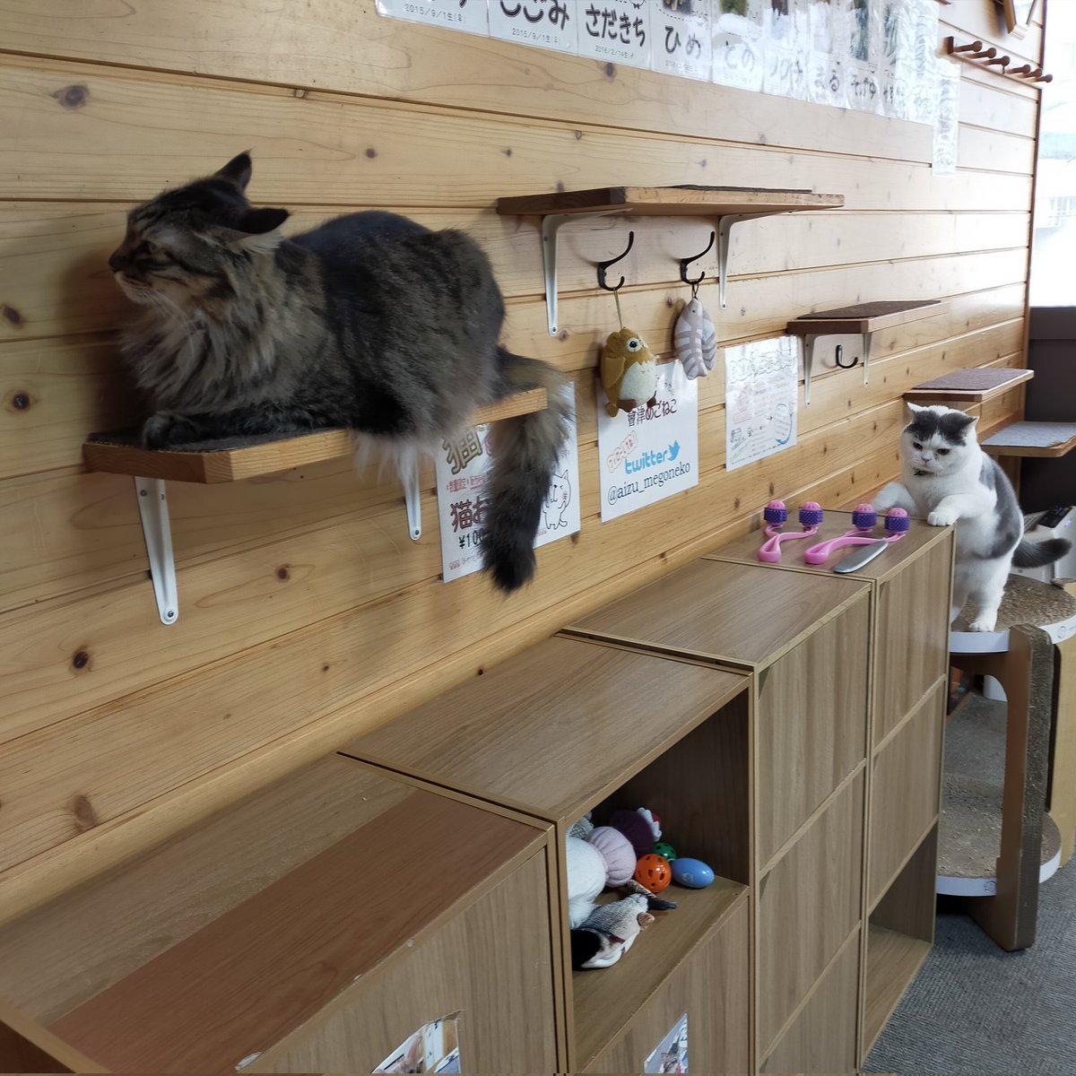 aizu_megoneko's tweet image. 猫休日明け、鉛色の空の火曜日
#會津めごねこ 営業中です

冬型の気圧配置で季節感はすっかり冬ですね

会津の秋は短く、すぐに雪の便り☃

気温が低いので厚着してお出掛けください🐱

#11匹のめごい猫に逢いに来てね
#触れ合える猫カフェ
#猫休日
#11月も不定休
#固定ポスト見てね
#会津 ＃ca