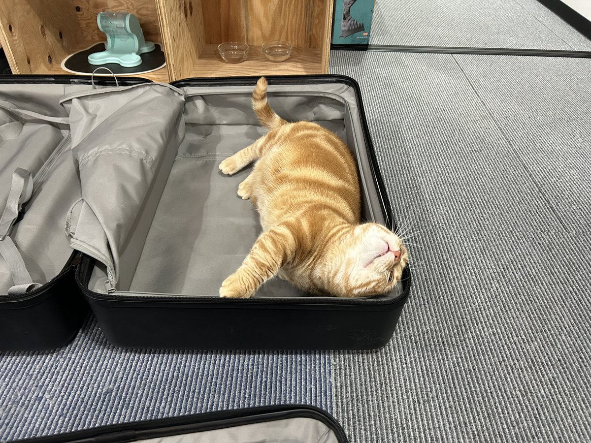 上海公演の準備。会長も行く気満々です。 #さらば上海 #ザ・森東